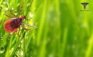 Νόσος του Lyme (Borreliosis)